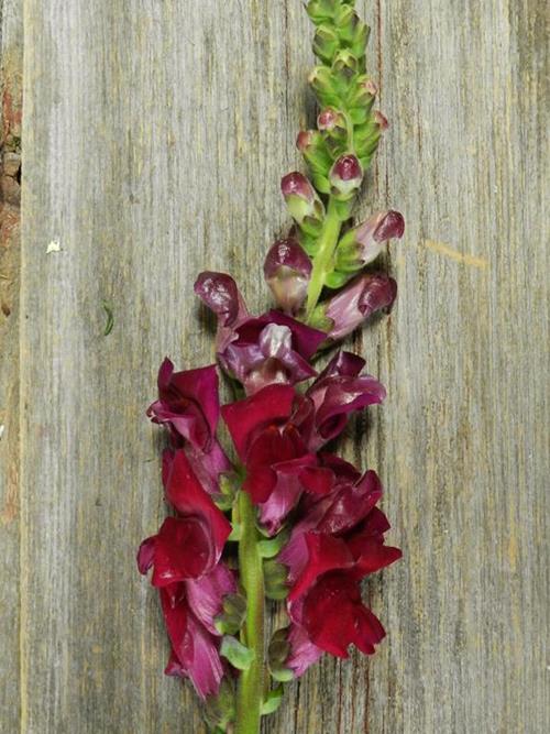 PURPLE SNAPDRAGONS